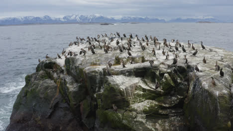 Cormorants-peacefully-sitting-on-their-islet-one-overcast-evening