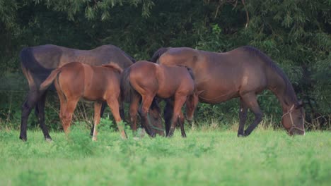 Two-mares-with-foals-close-to-their-mother's-flank-grazing-on-the-meadow,-enjoying-lush-green-pasture