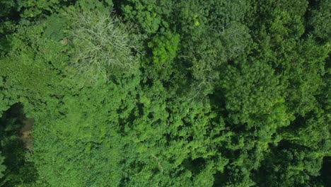Bird's-Eye-View-Of-Jungle-Tropical-Forest---drone-shot