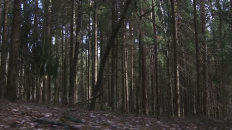 Slow-Motion-Footage-of-Walking-in-a-Coniferous-Forest-in-Autumn