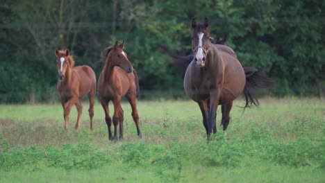 Two-mares-with-foals-close-to-their-mother's-flank-grazing-on-the-meadow