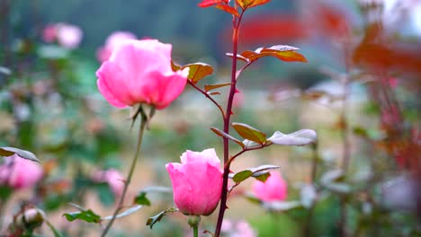 Rose-flowers-Blooming-in-the-garden-1