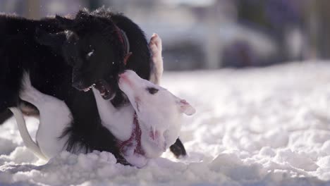 Dos-Cachorros-En-Blanco-Y-Negro-Jugando-Alegremente-En-La-Nieve