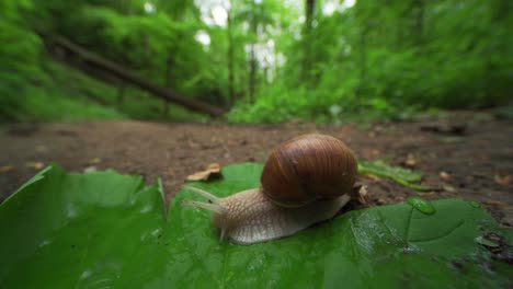A-close-up-video-of-a-small-garden-snail-crawling-on-the-forest-floor