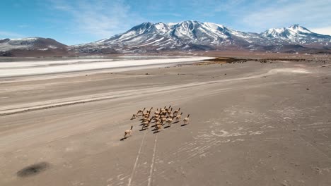 Vista-Aérea-De-La-Manada-De-Vicuñas-Corriendo-A-Través-De-Vastos-Pisos-Desérticos-Alpinos-En-Uyuni,-Bolivia