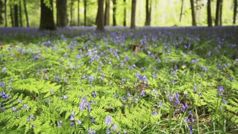Close-up-of-bluebells-in-a-lush-English-forest-4K