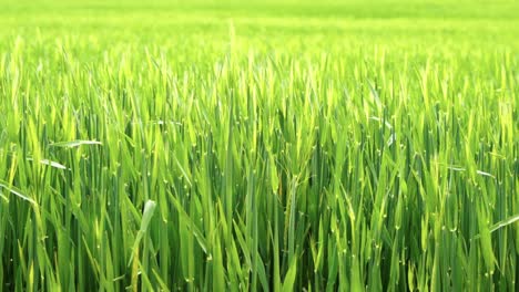Lush-green-wheat-grass-swaying-gently-in-a-spring-meadow,-shot-100-fps