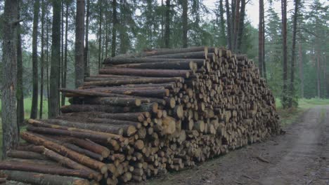 Stumps-of-Cut-Trees-Stacked-in-the-Forest-1