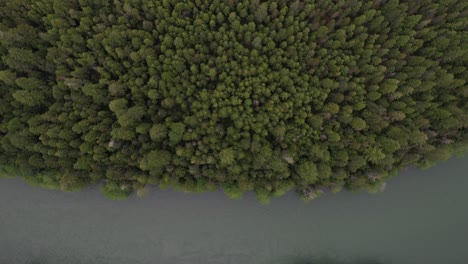 Atemberaubende-Luftaufnahme-Des-Waldes-In-British-Columbia