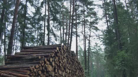Stumps-of-Cut-Trees-Stacked-in-the-Forest-2