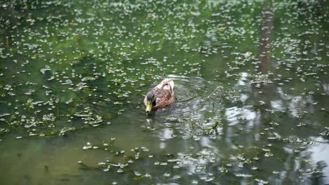 A-single-duck-swimming-on-overgrown-pond-and-bobbing-his-head-underwater,-in-Bryngarw-Country-Park