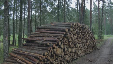 Stumps-of-Cut-Trees-Stacked-in-the-Forest