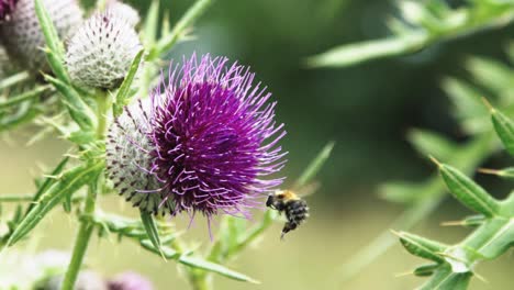 Slow-motion-close-up-of-a-bee-landing-on-a-purple-thistle-flower-and-gathering-nectar-in-a-breezy-summer-field-HD