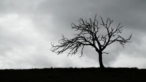 Time-lapse-silhouette-of-a-barren-tree-against-fast-moving-storm-clouds-4K