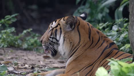 Malaiischer-Tiger,-Der-Mit-Offenem-Mund-Auf-Dem-Boden-Liegt
