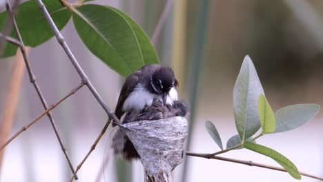 Malaysian-Pied-Fantail-And-Nestling-In-The-Nest---close-up