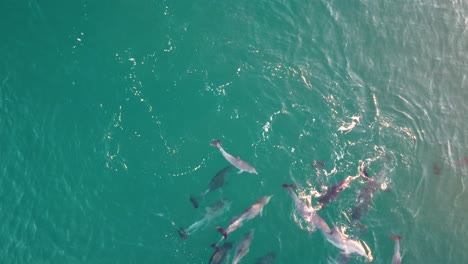 Drone-aerial-view-of-dolphin-school-group-playing-and-spraying-in-Pacific-Ocean-NSW-Central-Coast-tourism-Australia-4K