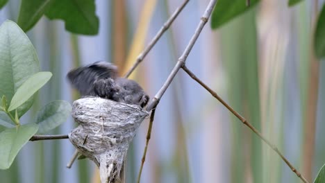 Junger-Malaysischer-Rattenfantail,-Der-Sich-Auf-Dem-Nest-Putzt