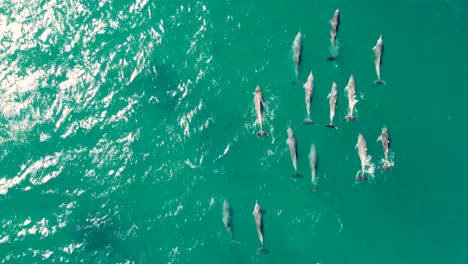 Drone-aerial-shot-of-Forresters-Beach-dolphin-pod-swimming-following-in-channel-Pacific-Ocean-Central-Coast-NSW-Australia-4K