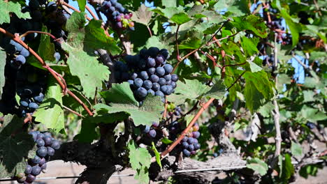 Close-up-shot-of-red-wine-grapes-between-the-leafs-in-the-vineyard-crop-ready-to-be-harvested-1