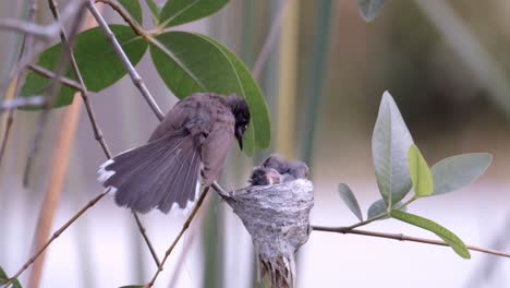 Malaysian-Pied-Fantail-Lands-On-Nest-To-Feed-Its-Chick