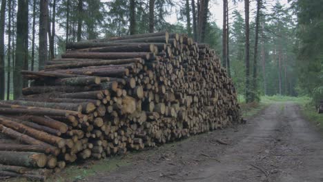 Stumps-of-Cut-Trees-Stacked-in-the-Forest-3