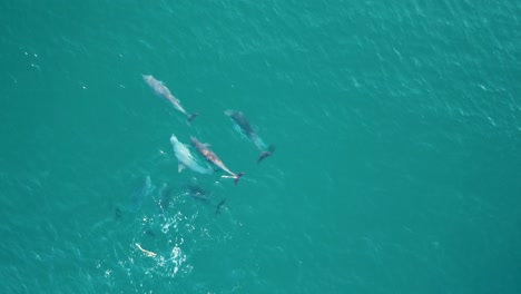 Drone-aerial-shot-of-dolphin-pod-swimming-in-beach-break-channel-Pacific-Ocean-Central-Coast-tourism-nature-NSW-Australia-4K