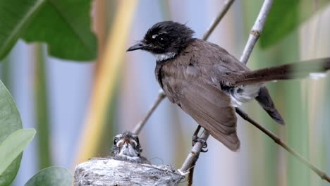 Hungrige-Juvenile-Malaysische-Pied-Fantail-Im-Nest,-Die-Nach-Nahrung-Von-Ihrem-Muttervogel-Auf-Dem-Baum-Weint