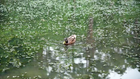 Un-Solo-Pato-Nadando-En-Un-Estanque-Cubierto-De-Vegetación-En-El-Parque-Rural-De-Bryngarw