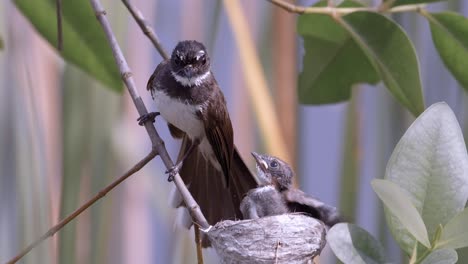 Malaysian-Pied-Fantail-Feeding-Its-Hungry-Chick-On-Nest-Hanging-On-Tree-Branch