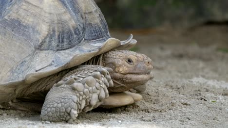 Nahaufnahme-Einer-Afrikanischen-Spornschildkröte,-Die-Sich-Langsam-Auf-Dem-Boden-Bewegt