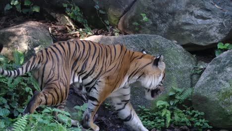 Male-Malayan-Tiger-Roaming-In-The-Forest-With-Boulders