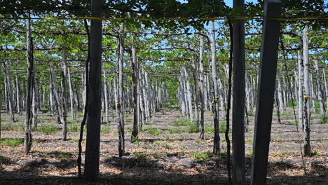 Plantación-De-Viñedos-Cosecha-De-Uvas-De-Mesa-Verdes-En-Un-Día-Soleado-Y-Ventoso