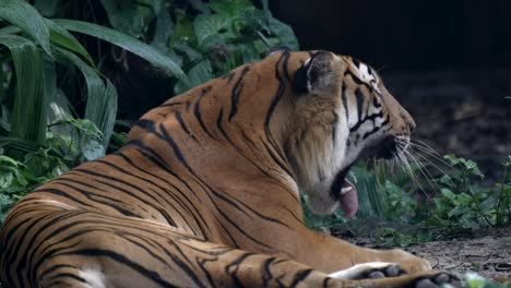 Malaiischer-Tiger-öffnet-Sein-Maul-Und-Gähnt,-Während-Er-Auf-Dem-Boden-Liegt