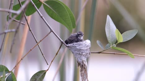 Malaysian-Pied-Fantail-Chick-In-Its-Nest-During-Fledging-Stage