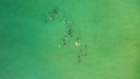 Drone-aerial-shot-of-huge-pod-of-dolphins-in-Shelly-beach-sandbar-reef-playing-Pacific-Ocean-Central-Coast-tourism-NSW-Australia-4K