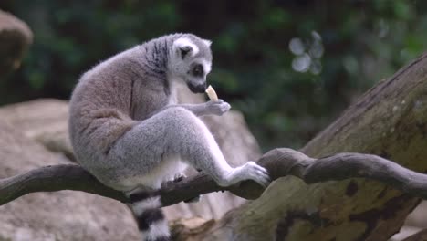 Ring-tailed-Lemur-Feeding-While-Sitting-On-Twisted-Branch-In-The-Zoo