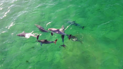 Drone-aerial-shot-of-close-up-group-pod-of-dolphins-swimming-float-in-crystal-clear-water-channel-Pacific-Ocean-Central-Coast-NSW-Australia-4K