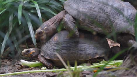 Ein-Schildkrötenpaar,-Das-Sich-Auf-Dem-Boden-Paart