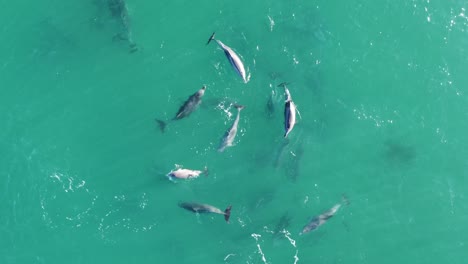 Drone-aerial-nature-shot-of-pod-of-dolphins-swimming-and-playing-in-crystal-clear-Pacific-Ocean-sand-bar-Central-Coast-tourism-NSW-Australia-4K