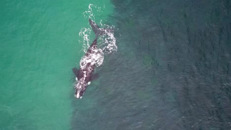 Drone-aerial-shot-of-Southern-Right-Whale-Sea-Creature-Pacific-Ocean-reef-channel-Bateau-Bay-Central-Coast-tourism-NSW-Australia-4K