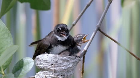 A-mother-Malaysian-Pied-Fantail-resting-with-her-young-in-a-nest-,-close-up,-slow-mo