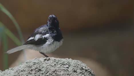 Bird-Grooming---Oriental-Magpie-robin-On-The-Rock-Preening-Its-Feathers