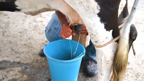 Man-manually-milking-a-white-and-black-cow