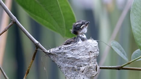 Close-Up-Of-A-Young-Malaysian-Pied-Fantail-Sleeping-In-Its-Nest