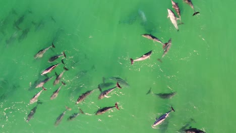 Drone-aerial-shot-of-pod-of-dolphins-swimming-on-sandbar-crystal-clear-Shelly-Beach-NSW-Central-Coast-tourism-Australia-4K
