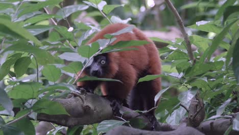 Roter-Gekräuselter-Lemur-Bellt,-Um-Andere-Von-Einem-Baum-Im-Offenen-Gehege-Des-Zoos-Zu-Rufen