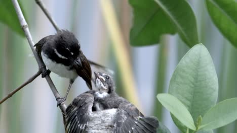 Feeding-Of-Pied-Fantail-Nestling---close-up