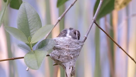 Junge-Malaysische-Pied-Fantail-Im-Nest,-Das-Sich-Tagsüber-Pflegt