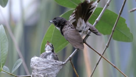 A-Mother-Malaysian-Pied-Fantail-Feeding-Her-Young-With-Moth